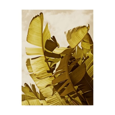Rachel Perry 'Palm Fronds Ii' Canvas Art,14x19